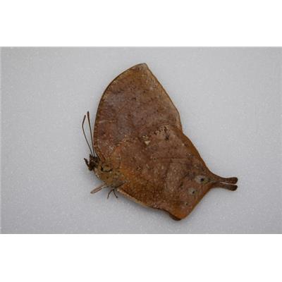 Anaea otrece femelle