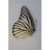 Appias hombroni male