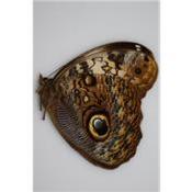 Caligo martia