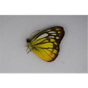 Cepora judith male