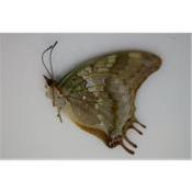Charaxes candiope femelle