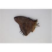 Charaxes etheocles virilis male