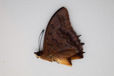 Charaxes lucretius mâle