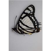 Charaxes nobilis mâle