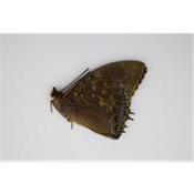 Charaxes tiridates mâle