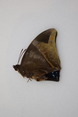 Charaxes zelica mâle