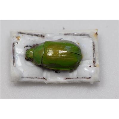 Chrysina gorda mâle