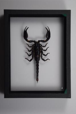 DBV Heterometrus laoticus