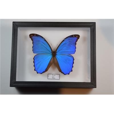 DBV morpho didius mâle