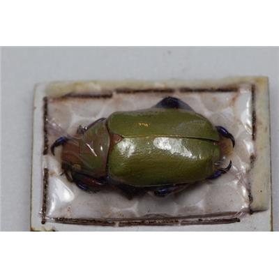 Chrysina erubescens femelle