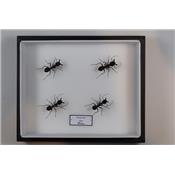 4 Camponotus gigas (fourmi géante)