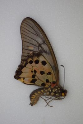 Graphium ridleyanus male