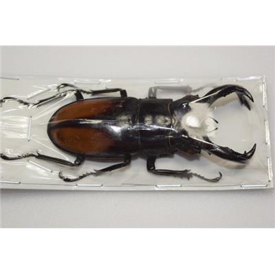 Hexarthrius deyrolli male 75mm