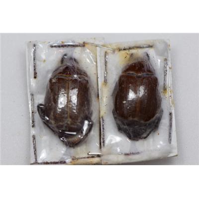 Paraheterosternus ludeckei mâle et femelle