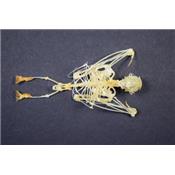 Squelette Macroglossus minimus "chauve souris