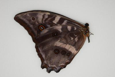 Morpho amphitryon male