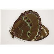 Morpho helenor achilles male A1