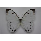 Morpho polyphemus luna mâle