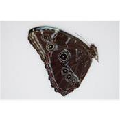Morpho peleides male A-