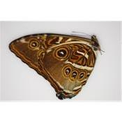 Morpho hecuba male A1A1-