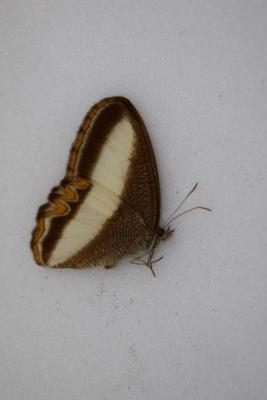 Oressinoma typhia