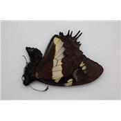 Papilio cacicus male Rare