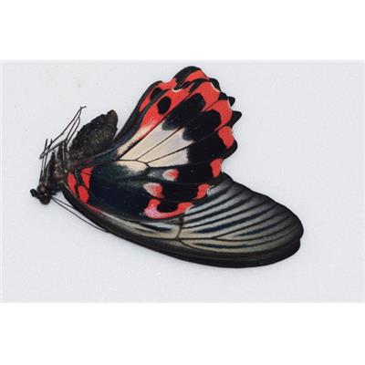 Papilio rumanzovia femelle