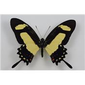 Papilio torquatus male étalé