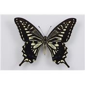 Papilio xuthus étalé