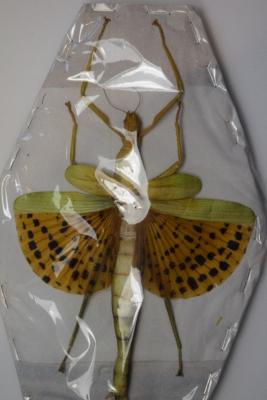 Paracyphocrania major femelle 