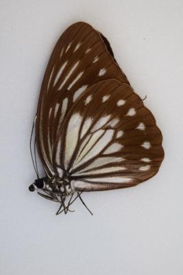 Pareronia tritaea femelle