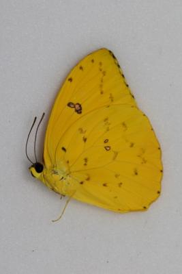 Phoebis philea mâle