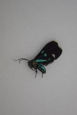 Papillon sp 2