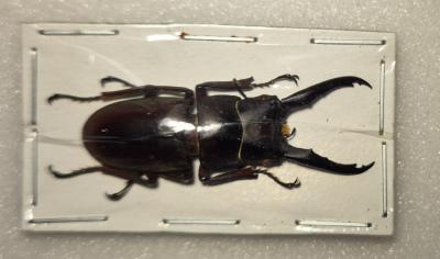 Prosopocoilus mysticus male