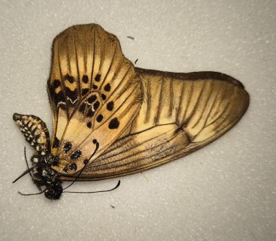 Graphium theorini femelle