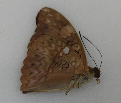 Cymothoe excelsa male