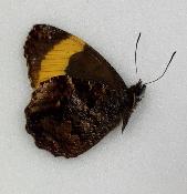 panyapedaliodes phila male