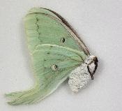 Actias luna femelle A1