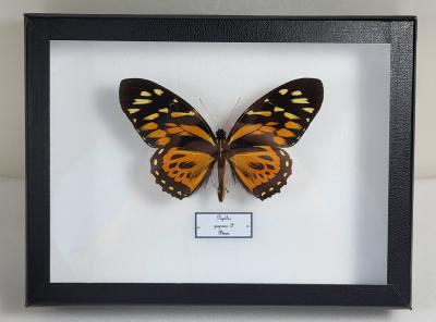 Boîte Cloche Papilio zagreus
