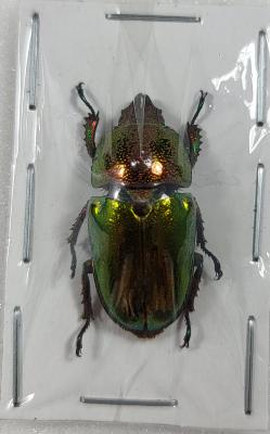 Lamprima adolphinae femelle -30mm