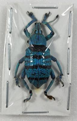 Eupholus geoffroyi