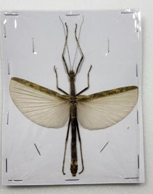 Phasme sp 3 male