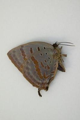 Arhopala hercules femelle
