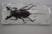 Hypocnoctus rangunensis Petit 