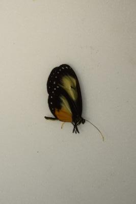 Napeogenes apulia