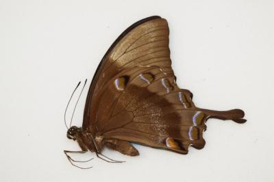Papilio ulysses autolycus male