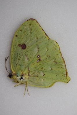 Phoebis rurina femelle VERT