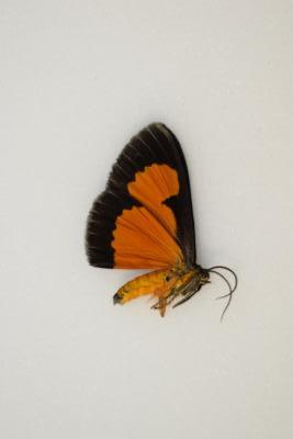 Yanthiris flaveolata