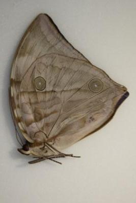Zeuxidia aurelius male ou femelle