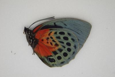 Agrias beatifica lachaumei femelle